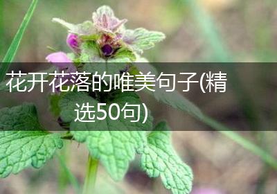 花开花落的唯美句子(精选50句)