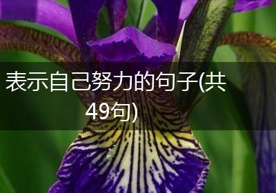 表示自己努力的句子(共49句)