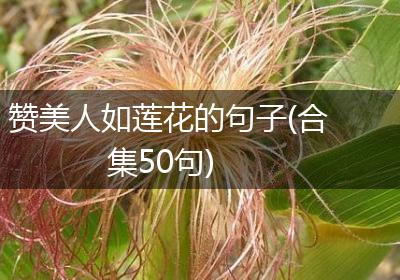 赞美人如莲花的句子(合集50句)