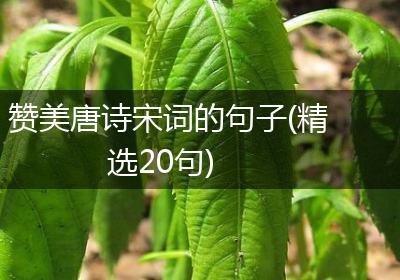 赞美唐诗宋词的句子(精选20句)