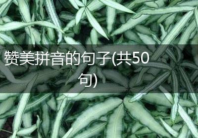 赞美拼音的句子(共50句)