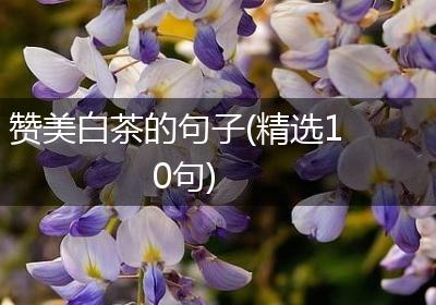 赞美白茶的句子(精选10句)