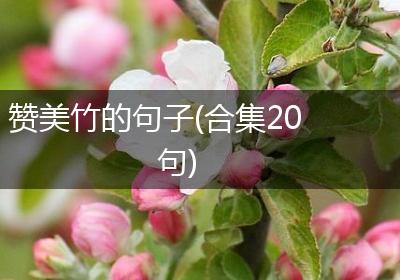 赞美竹的句子(合集20句)