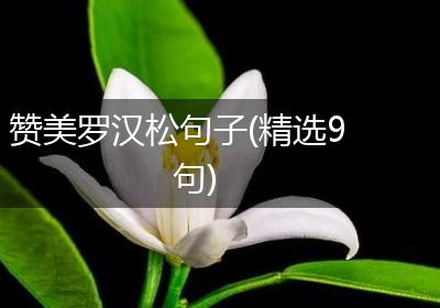 赞美罗汉松句子(精选9句)