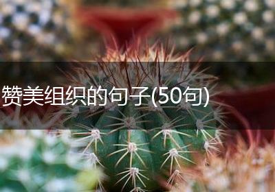 赞美组织的句子(50句)