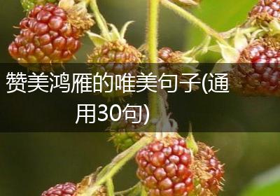 赞美鸿雁的唯美句子(通用30句)