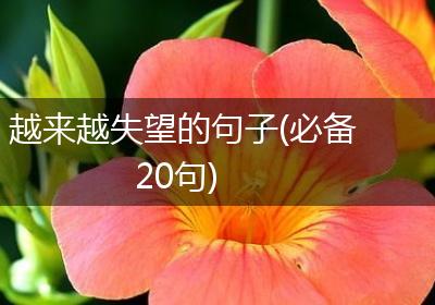 越来越失望的句子(必备20句)