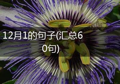 12月1的句子(汇总60句)