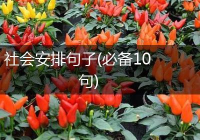 社会安排句子(必备10句)