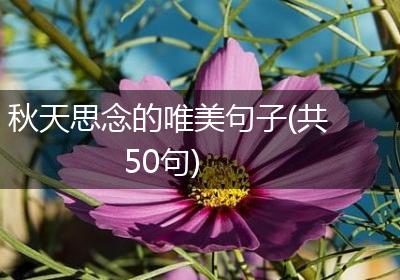秋天思念的唯美句子(共50句)