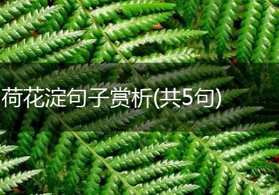 荷花淀句子赏析(共5句)