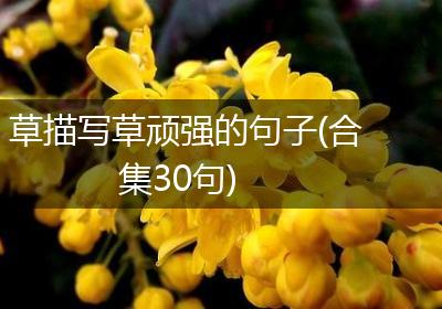 草描写草顽强的句子(合集30句)