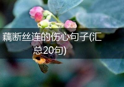 藕断丝连的伤心句子(汇总20句)