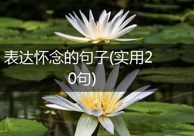 表达怀念的句子(实用20句)