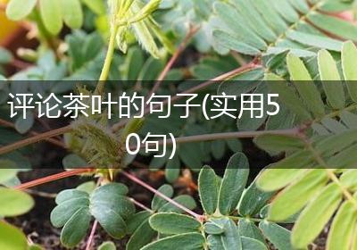 评论茶叶的句子(实用50句)