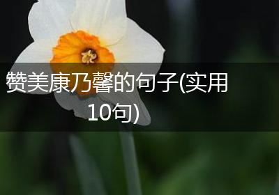 赞美康乃馨的句子(实用10句)