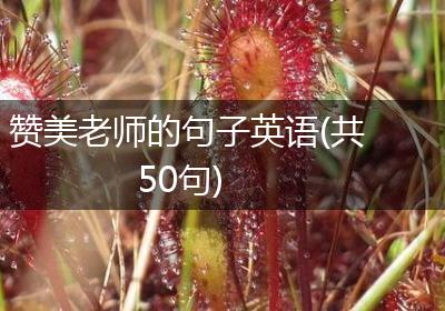 赞美老师的句子英语(共50句)
