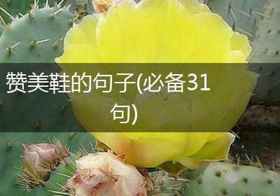 赞美鞋的句子(必备31句)