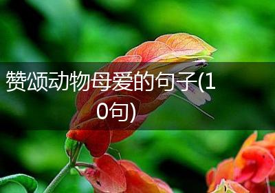 赞颂动物母爱的句子(10句)
