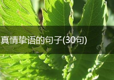 真情挚语的句子(30句)