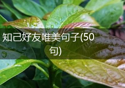 知己好友唯美句子(50句)