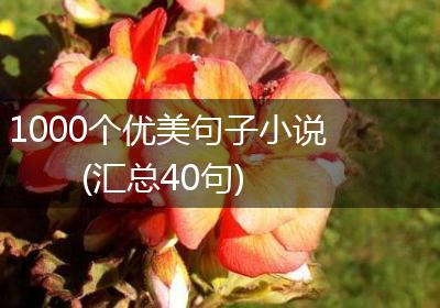 1000个优美句子小说(汇总40句)