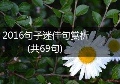 2016句子迷佳句赏析(共69句)