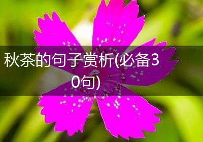 秋茶的句子赏析(必备30句)