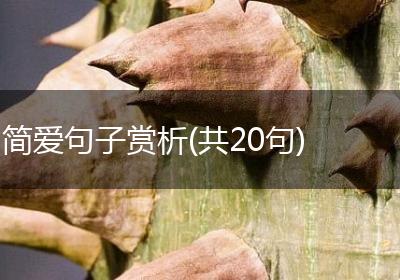 简爱句子赏析(共20句)