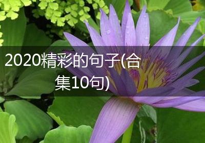 2020精彩的句子(合集10句)