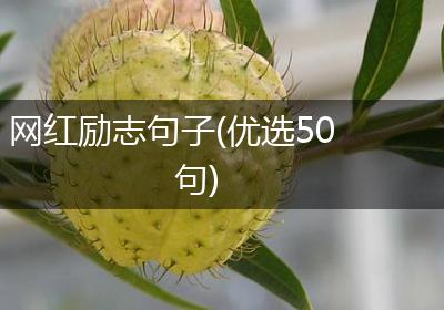 网红励志句子(优选50句)