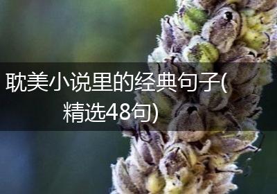 耽美小说里的经典句子(精选48句)
