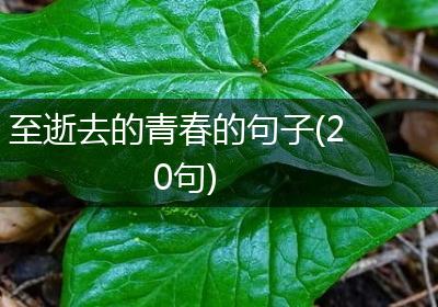 至逝去的青春的句子(20句)