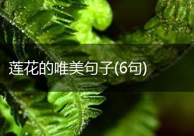 莲花的唯美句子(6句)