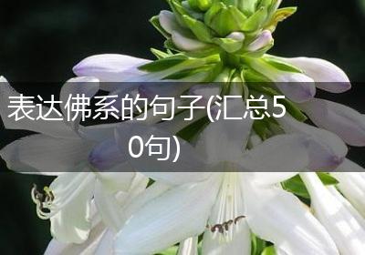 表达佛系的句子(汇总50句)