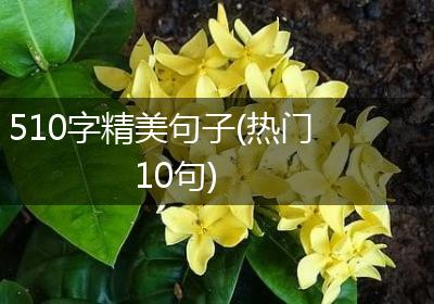 510字精美句子(热门10句)