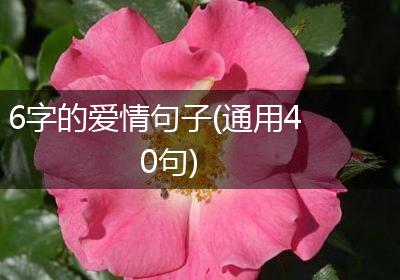 6字的爱情句子(通用40句)