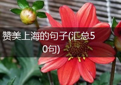 赞美上海的句子(汇总50句)