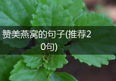 赞美燕窝的句子(推荐20句)
