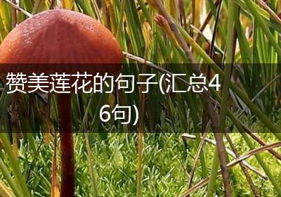 赞美莲花的句子(汇总46句)