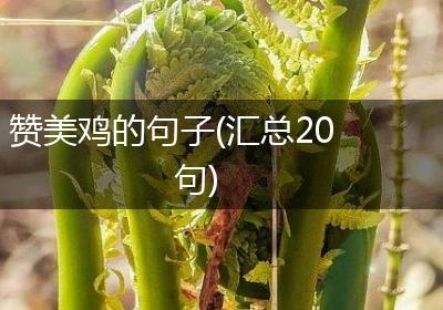 赞美鸡的句子(汇总20句)