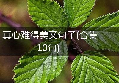 真心难得美文句子(合集10句)