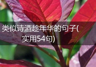 类似诗酒趁年华的句子(实用54句)