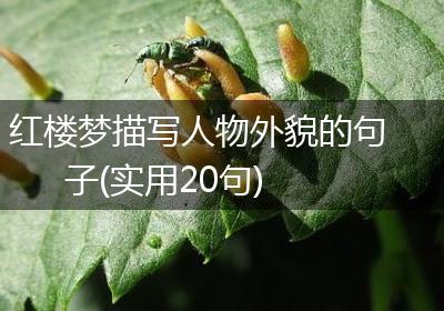 红楼梦描写人物外貌的句子(实用20句)