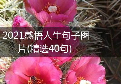 2021感悟人生句子图片(精选40句)
