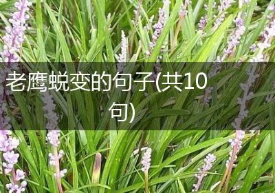 老鹰蜕变的句子(共10句)