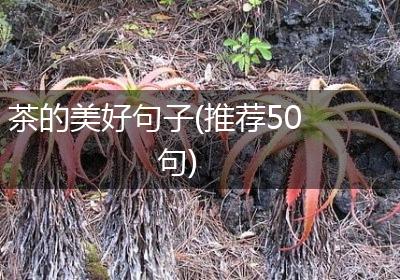 茶的美好句子(推荐50句)
