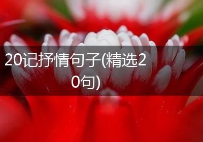 20记抒情句子(精选20句)