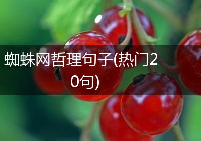 蜘蛛网哲理句子(热门20句)