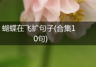 蝴蝶在飞扩句子(合集10句)